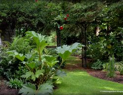 Grassy Path, Grass, 
Garden Design
Calimesa, CA