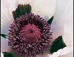 Graue Witwe
Garden Design
Calimesa, CA