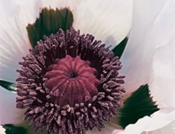 Graue Witwe
Garden Design
Calimesa, CA