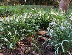 Gravetye Giant Galanthus
Garden Design
Calimesa, CA