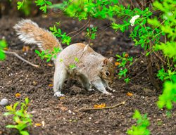 Gray Squirrel, Squirrel Digging, Garden Pest
Shutterstock.com
New York, NY