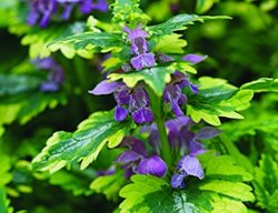 Grd1209_fr8
Garden Design
Calimesa, CA