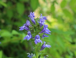 Great Blue Lobelia, Lobelia Siphilitica, Blue Flower
Shutterstock.com
New York, NY