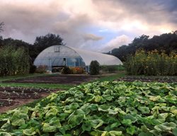 Great Edible Garden
Garden Design
Calimesa, CA