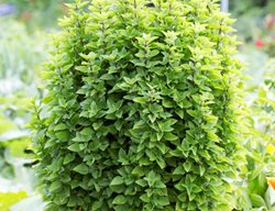 Greek Basil, Green Foliage, Basil Plant
Millette Photomedia
