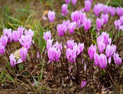 Greek Cyclamen, Cyclamen Graecum
Shutterstock.com
New York, NY