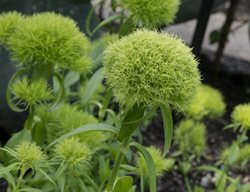 Green Ball Dianthus, Dianthus Barbatus
Millette Photomedia
