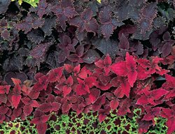 Green Coleus, Red Coleus, Purple Coleus
Garden Design
Calimesa, CA