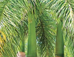 Green Crownshafts
Garden Design
Calimesa, CA