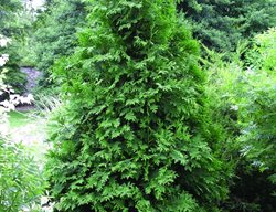 Green Giant Arborvitae, Thuja Green Giant
Millette Photomedia
