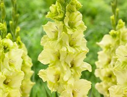 Green Gladiolus, Green Star
Longfield Gardens
