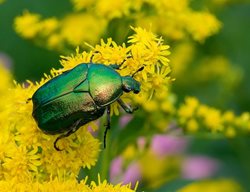 Green June Beetle, Cotinis Nitida, Green Bug
Shutterstock.com
New York, NY