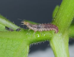 Green Lacewing Larva
Shutterstock.com
New York, NY