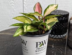 'green Light' Hoya, Hoya Carnosa
Proven Winners
Sycamore, IL