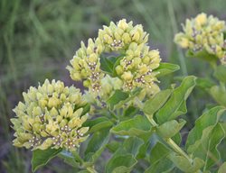 Green Milkweed, Asclepias Viridis
Shutterstock.com
New York, NY