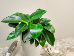 Green Princess Philodendron, Philodendron Hybrid
Proven Winners
Sycamore, IL