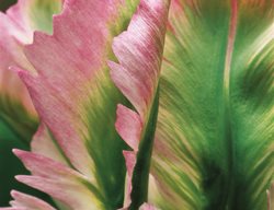 Green Wave, Parrot Tulip
Garden Design
Calimesa, CA