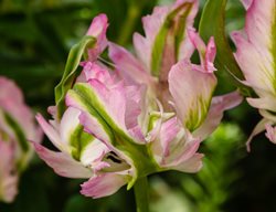 Green Wave Parrot Tulip, Green And Pink Tulip
Shutterstock.com
New York, NY