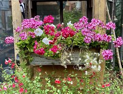 Greenhouse Window Box With Geraniums
Garden Design
Calimesa, CA