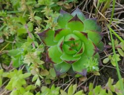Greenii Houseleek, Common Houseleek, Sempervivum Calcareum
Shutterstock.com
New York, NY