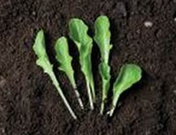 Greens
Garden Design
Calimesa, CA