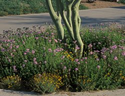 Greg’s Mist Flower, Desert Perennial, Concoclinium Greggii
Mountain States Wholesale Nursery
Glendale , AZ