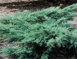 Grey Owl Red Cedar Juniper, Juniperus Virginiana, Evergreen Shrub
Millette Photomedia
