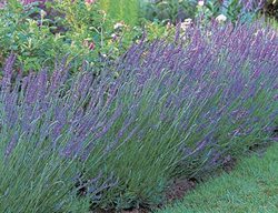 Grosso Lavender, Fragrant Lavender
White Flower Farm
Litchfield, CT