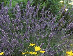 Grosso Lavender, Lavender Plant
W. Altee Burpee Company
Warminster, PA