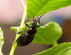 Ground Beetle
Shutterstock.com
New York, NY