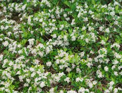 Ground Hug Aronia, Aronia Melanocarpa
Proven Winners
Sycamore, IL