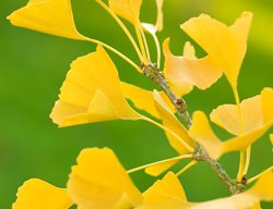 Groupie, Ginkgo
Garden Design
Calimesa, CA