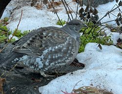 Grouse Eating Huckleberry
Garden Design
Calimesa, CA