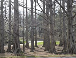 Grove Of Dawn Redwood Trees
Garden Design
Calimesa, CA