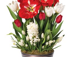 Grow Amaryllis Or Give Them As A Gift
Garden Design
Calimesa, CA