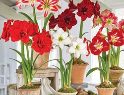 Grow Bulbs Indoors
Garden Design
Calimesa, CA