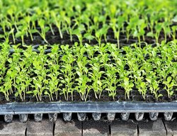 Grow Microgreens
Garden Design
Calimesa, CA