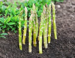 Growing Asparagus, Asparagus
Shutterstock.com
New York, NY
