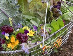 Growing Better Greens Course
Garden Design
Calimesa, CA