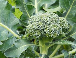 Growing Broccoli, Fall Vegetable
Shutterstock.com
New York, NY