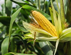 Growing Corn, Corn In The Field
Shutterstock.com
New York, NY