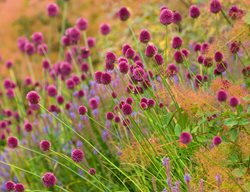 Growing
Garden Design
Calimesa, CA