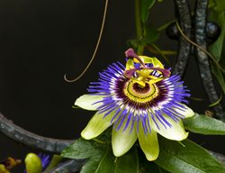 Growing
Garden Design
Calimesa, CA