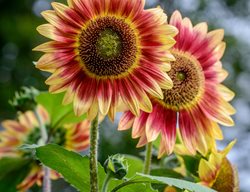 Growing
Garden Design
Calimesa, CA