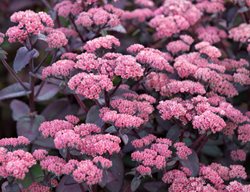 Growing
Garden Design
Calimesa, CA