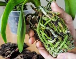 Growing Orchids
Garden Design
Calimesa, CA