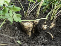 Growing Parsnips, Root Vegetable, Fall Harvest
Shutterstock.com
New York, NY