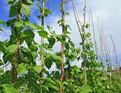 Growing Pole Beans, Beans Growing On Poles
Shutterstock.com
New York, NY