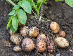 Growing Potatoes, Potatoes In Dirt
Shutterstock.com
New York, NY