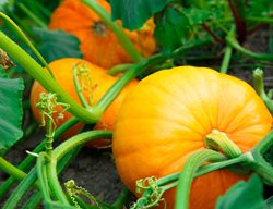 Growing Pumpkins, Pumpkins, Orange Pumpkin
Shutterstock.com
New York, NY